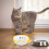 Adorable Fish Shape Ceramic Cat Feeder And Drinking Bowl 7