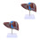 2 Pcs Medical Anatomical Liver Model With Base 5
