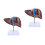 2 Pcs Medical Anatomical Liver Model With Base 8