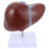 2 Pcs Medical Anatomical Liver Model With Base 2