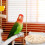 Parrot Perch Toy Bird Chewing Toy Unique Design 5