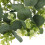 5Pcs Mini Eucalyptus Wreath For Candle Rings Table And Door Decor 8