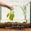 1Acrylic Aquatic Planter Met Haak Aquarium 6