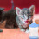 garrafa de para pets com e 3
