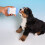 garrafa de para pets com e 5