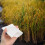 100 Pcs Parchment Bags For Rice Pollination And Seed Storage 3