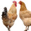 10 Pcs Acrylic Yard Stakes Decorative Chicken Lawn Insert Signs 7