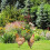 10 Pcs Acrylic Yard Stakes Decorative Chicken Lawn Insert Signs 4