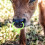 10Pcs Plastic Cattle Nose Ring For Farm Cow Use 4