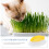 2Pièces Pot Hydroponique Pour À Chat Design Coloré 11