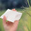 100 Pcs Parchment Bags For Rice Pollination And Seed Storage 5