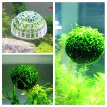 5X2.5Cm Plastic Water Grass Frame Cage Ball For Shrimp Fish Tank