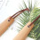 Beech Long Handle Shoe Horn For Women Men 11