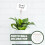 50Pcs Clamps Long-Tailed Memo Picture Holder Clips 6