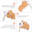One Pair Animal Shape Ear Studs Creative Trendy Ear Decoration 9