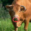 Plastic Cow Nose Ring With Spring For Cattle Accessory 8