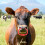 Plastic Cow Nose Ring With Spring For Cattle Accessory 7