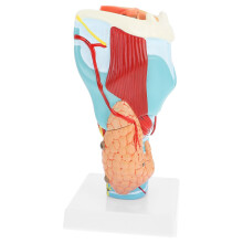 Human 2X Enlarge Throat Anatomy Model For Medical Teaching