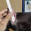 2 Sets Dog Ear Supports Standing Rods Correction Sticks With Tapes 4