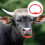 Livestock Nose Ring Plastic Cow Nose Spring Ring Cattle Accessory 5