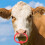 Livestock Nose Ring Plastic Cow Nose Spring Ring Cattle Accessory 10