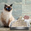 Small Litter Box For Household Cats Nonstick Open Style Pan 10