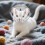 4Pcs Clear Round Cat To Prevent Biting And Licking 6