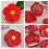 Flower Shape Case Set Cosmetic Carrier 7