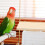 Wood Bird Perch Platform For Cage 2 Pcs 5