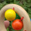Colorful Solid Wood Baby Rattle with Easy Grip for Early Learning 10