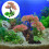 2 Sets Underwater Plant Kit For Fish Tank Aquarium Decor 9