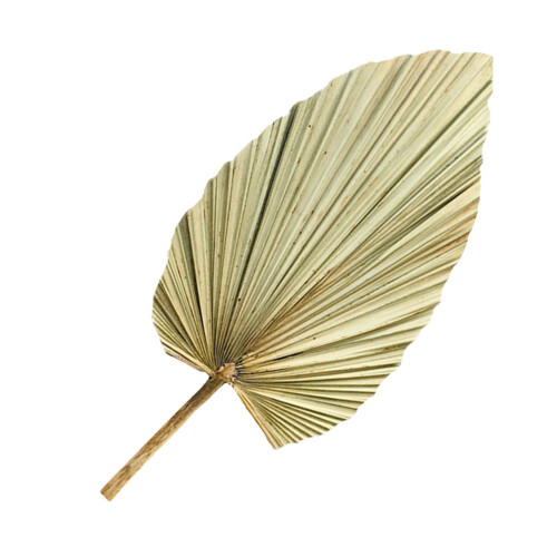 5 Pcs Natural Dried Cattail Leaf Palm Decor 1