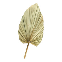5 Pcs Natural Dried Cattail Leaf Palm Decor