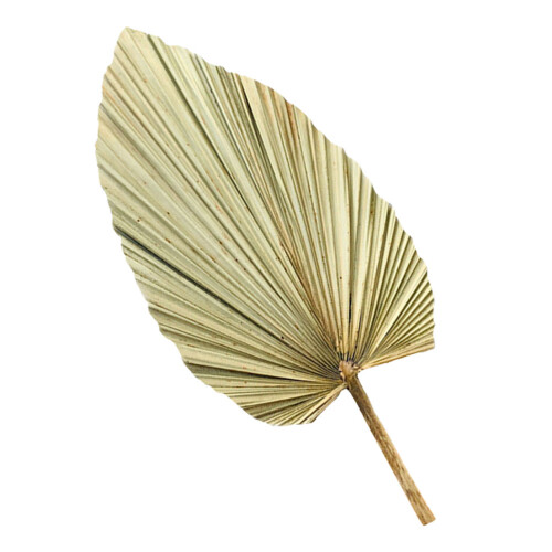 5 Pcs Natural Dried Cattail Leaf Palm Decor 2