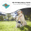 3St Katoenen Hondendrager Luier Onrustige En Puppy's Multi 5