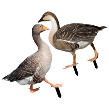2 garteneinsteckfiguren ente acryl für den garten