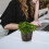 6St Transparante Plastic Orchidee Bloempotten Met Drainagegaten 6
