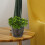 6St Transparante Plastic Orchidee Bloempotten Met Drainagegaten 5