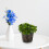 6St Transparante Plastic Orchidee Bloempotten Met Drainagegaten 8