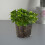 6St Transparante Plastic Orchidee Bloempotten Met Drainagegaten 3