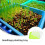2 Sets Sprouting Tray Plastic Tray For Hydroponic Vegetable Growing 8