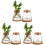 6 Pcs Plants Propagation Station Clear Glass Bottles With Base 330ml 8