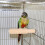 Multipurpose Wooden Parrot Perch Stand 16.5cm for Birds 7