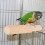 Multipurpose Wooden Parrot Perch Stand 16.5cm for Birds 6