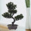 2 Pcs Simulated Potted Ornaments With Artificial Pine Tree Decor 10