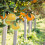 100 Pcs Fruit Protection Bags Mesh Netting With Drawstring For Trees 10