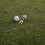 golf divot reparatie tool zinklegering groene 1 9