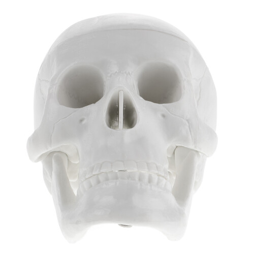 2Pcs White Mini Skull Model PVC for Teaching Decor and Halloween 2