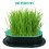 20 Pcs Household Cat Grass Planter Box For Growing Cat Grass 8