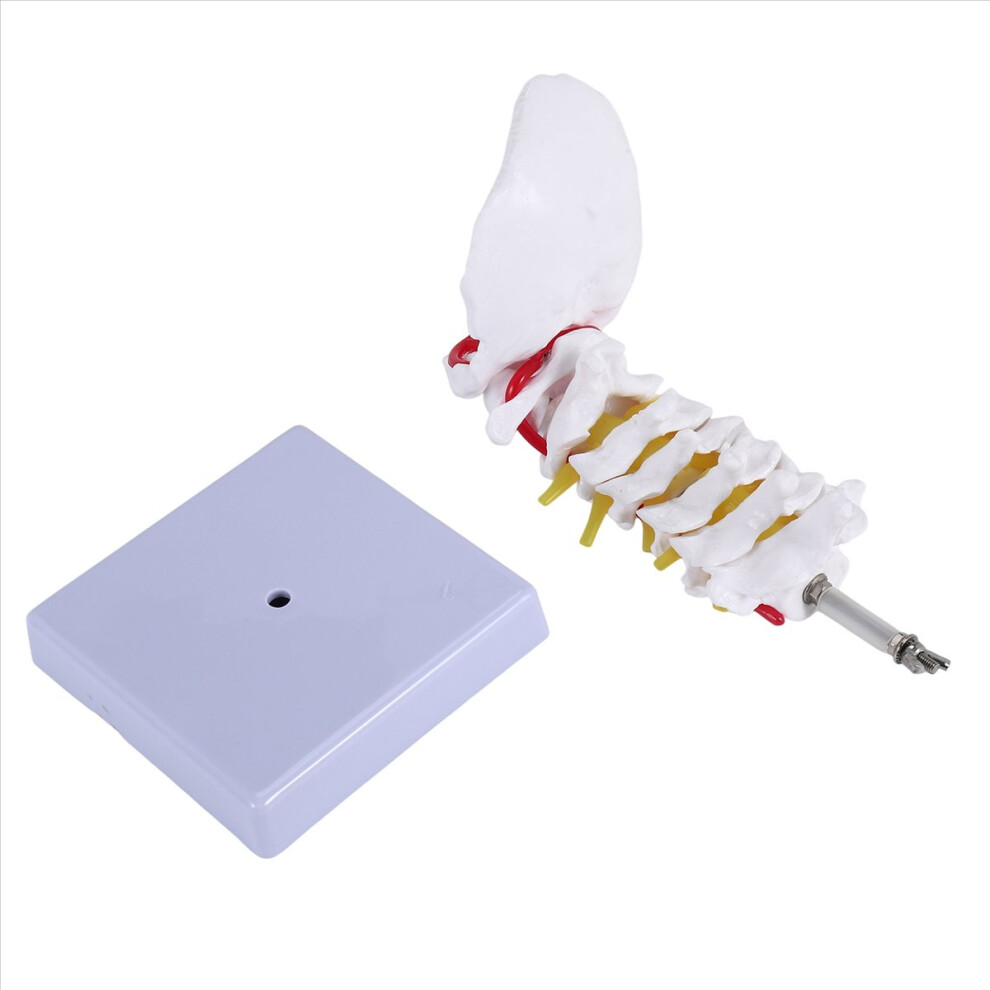 Cervical Vertebra Arteria Spine Spinal Nerves Anatomical Model 4854173787253